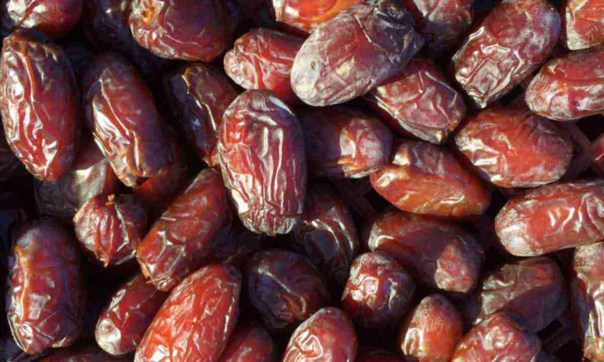  what is mazafati date + purchase price of mazafati date 