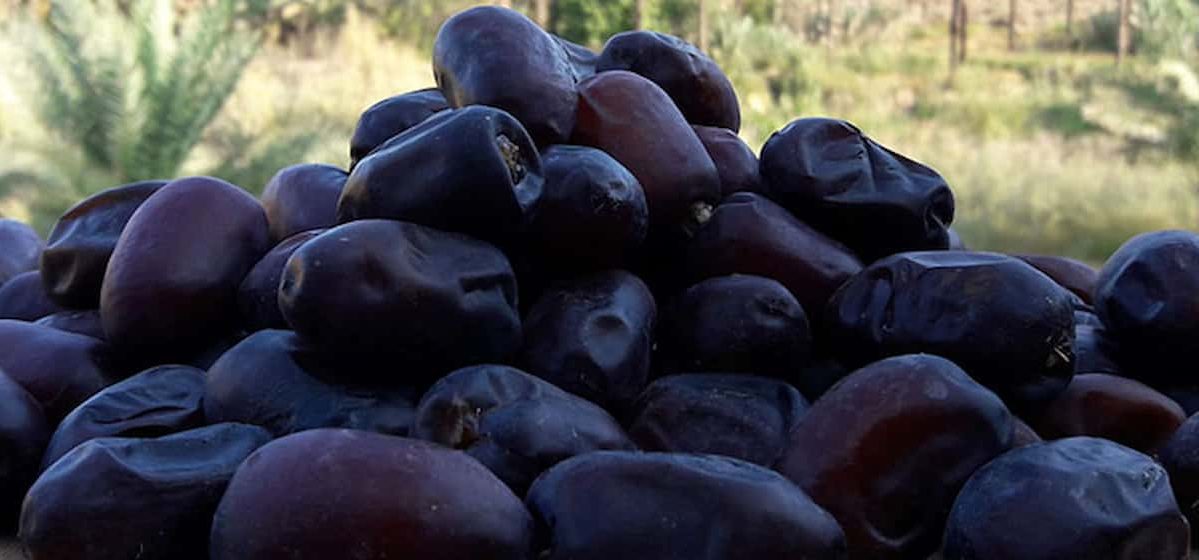  Buying Mazafati Date Origin Benefits Suppliers 