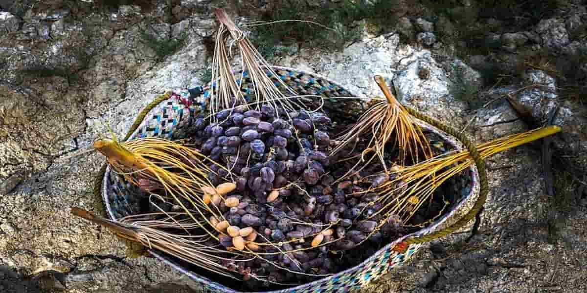  Buying Mazafati Date Origin Benefits Suppliers 