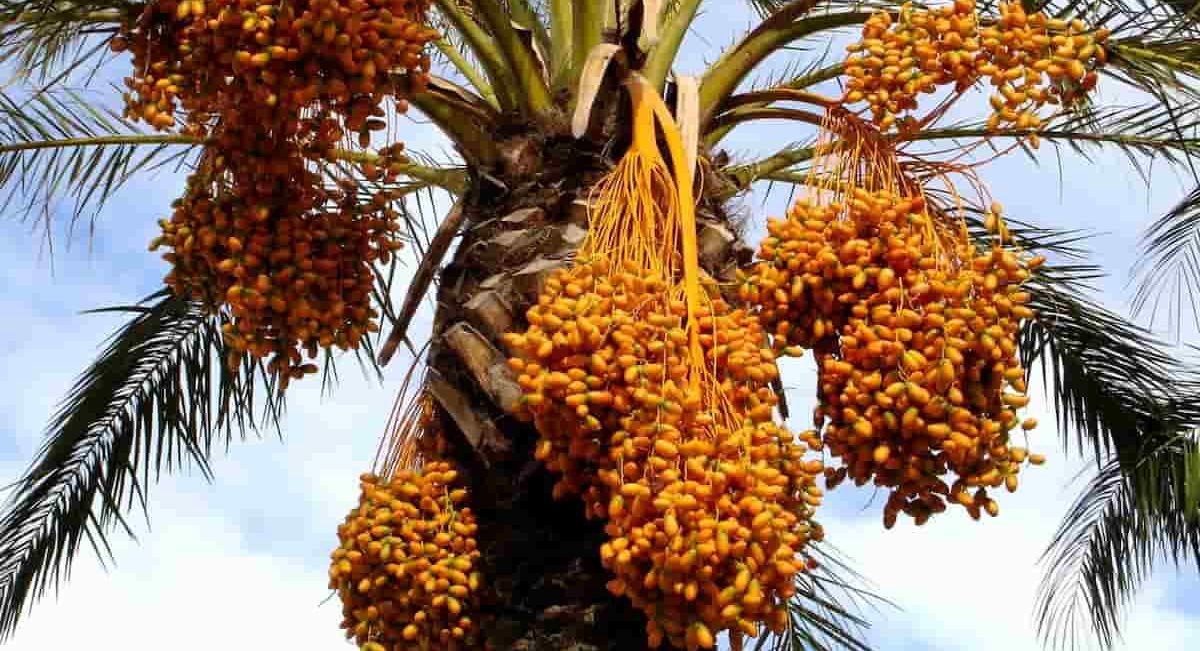  Wholesale Zahedi Dates Benefits Nutrition Calories 