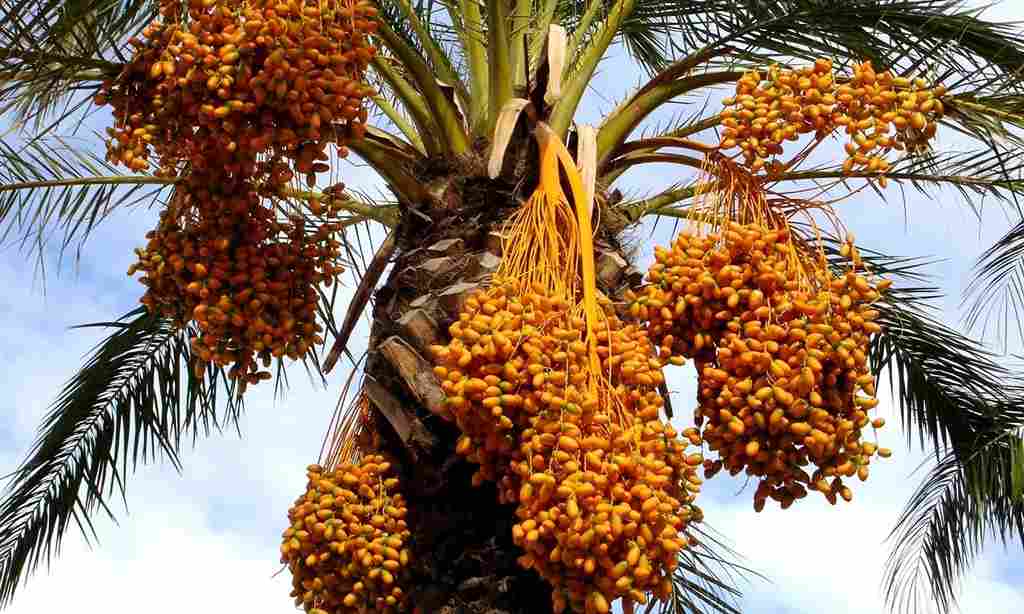  Getting to know zahidi Khajoor dates + the exceptional price of buying zahidi Khajoor dates 