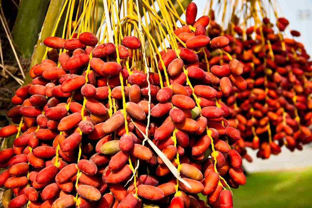  Best palm date fruits + Great Purchase Price 