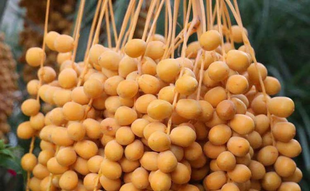  Getting to know barhi date + the exceptional price of buying barhi date 