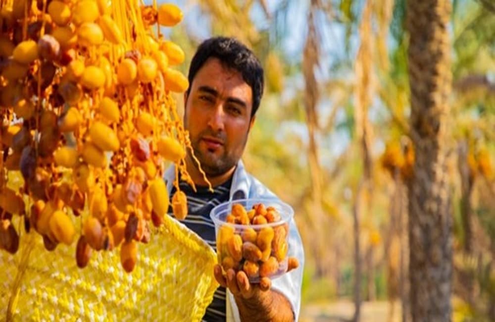  Getting to know barhi date + the exceptional price of buying barhi date 