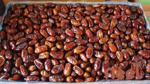 The price of bulk purchase of medjool dates dried is cheap and reasonable