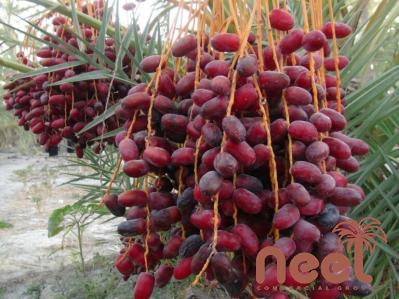 organic pitted dates acquaintance from zero to one hundred bulk purchase prices